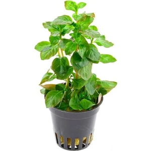 Akvaryum Bitkileri Ludwigia Ovalis Saksı Canlı Bitki