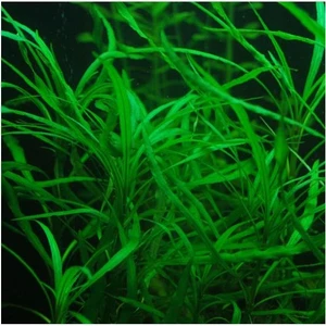 Akvaryum Bitkileri Hygrophila Salicifolia Narrow Leaf Saksı Canlı Bitki
