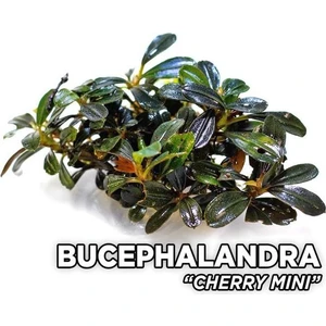 Akvaryum Bitkileri Bucephalandra Cherry Saksı Canlı Bitki