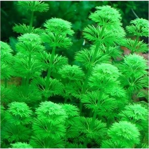 Akvaryum Bitkileri Limnophila Heterophylla Saksı Canlı Bitki
