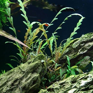 Akvaryum Bitkileri Hygrophila Pinnatifida In Vitro Canlı Bitki