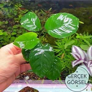 Akvaryum Bitkileri Anubias Broad Leaf 6-7 Yapraklı Canlı Bitki M