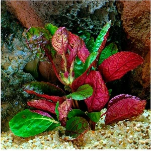 Akvaryum Bitkileri Hemigraphis Colorata Saksı Canlı Bitki