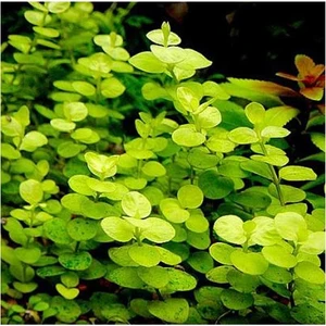 Akvaryum Bitkileri Lysimachia Nummularia Aurea Saksı Canlı Bitki