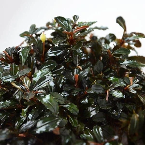 Akvaryum Bitkileri Bucephalandra Kedagang Round Saksı Canlı Bitki