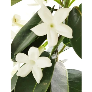 Armenbotanik Madagaskar Yasemini Stephonatis