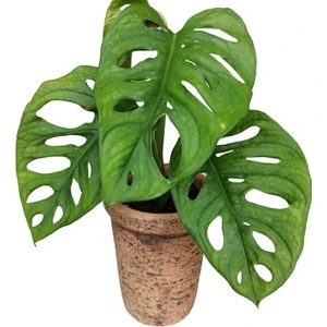 Monstera Obliqua Deve Tabanı Sarmaşık Cins Özel Toprak Saksısında
