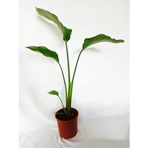 Bitki Fidanım Beyaz Cennet Kuşu (Starliçe) 60-80 cm