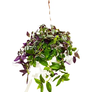 Bitki Fidanım Telgraf  Çiçeği - Tradescantia Telgraf