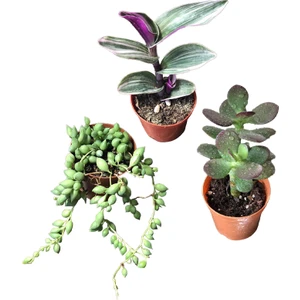 Para Ağacı Çiçeği - Tespih Çiçeği - Tradescantia Zebrina Kaktüs&sukulent