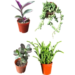 Prenses Çamı - Para Ağacı Çiçeği - Tespih Çiçeği- Tradescantia Zebrina Kaktüssukulent 4'lü