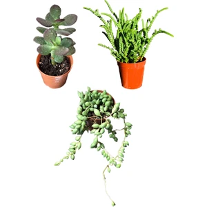 Prenses Çamı - Para Ağacı Çiçeği - Tespih Çiçeği Kaktüs&sukulent