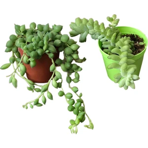 Sedum Morganianum ve Tespih Çiçeği Kaktüs&sukulent