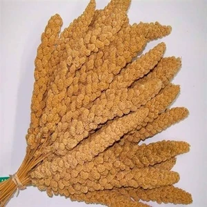 Sarı Dal Darı 1 kg