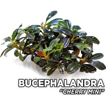Akvaryum Bitkileri Bucephalandra Cherry Saksı Canlı Bitki Fiyatı