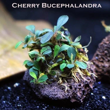 Akvaryum Bitkileri Bucephalandra Cherry Saksı Canlı Bitki Fiyatı