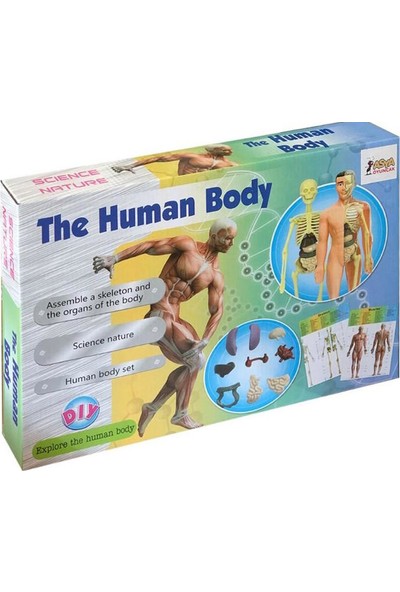 Asya Oyuncak İnsan Vücudunu Keşfediyorum Eğitici Oyun Seti - 29 Parça