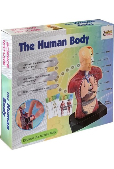 Asya Oyuncak İnsan Vücudunu Keşfediyorum Eğitici Oyun Seti -10 Parça