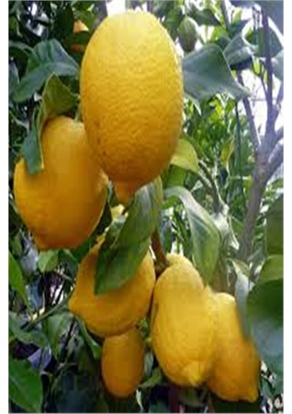 Kardeşler Fi̇dancılık Mayer Limon Fidanı