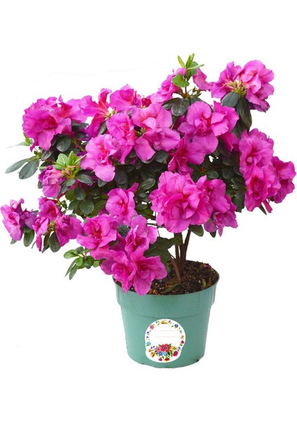 Çiçekli Bitki Saksı Etiketi fiyatları