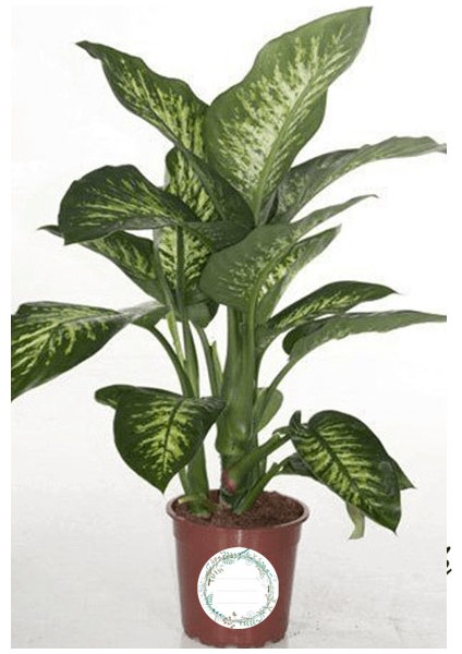 Yapraklı Bitki Saksı Etiketi fiyatları