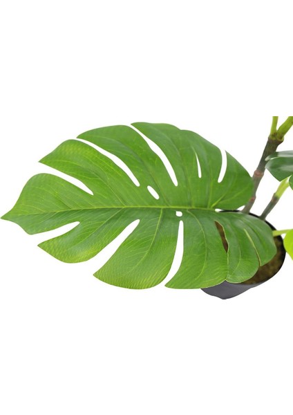 Yapay Çiçek Monstera Deve Tabanı Metal Mat Siyah Saksılı Yapay Bitki Salon Çiçeği 12 Yaprak