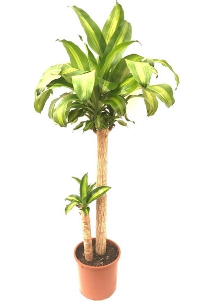 Dracene Massengena 2'li 120 cm x 125 cm