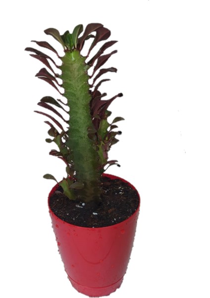 Torubahce Euphorbia Trigona Rubra Kaktüs Kırmızı Süt Ağacı 10 cm x 20 cm