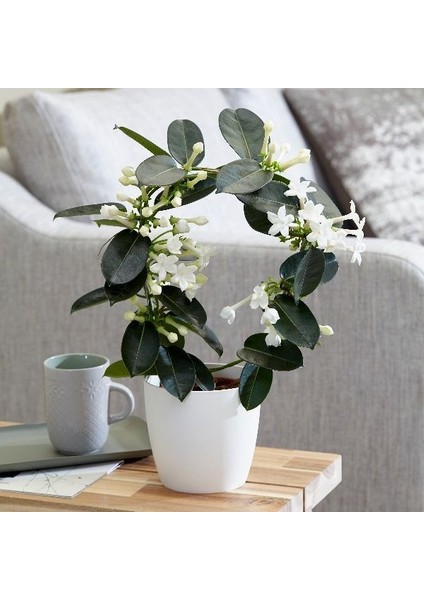 Madagaskar Yasemini Stephanotis Çiçeği Beyaz