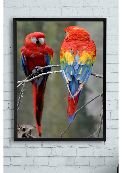Papağan Hayvan Çerçeveli Tablo 21 x 30 cm
