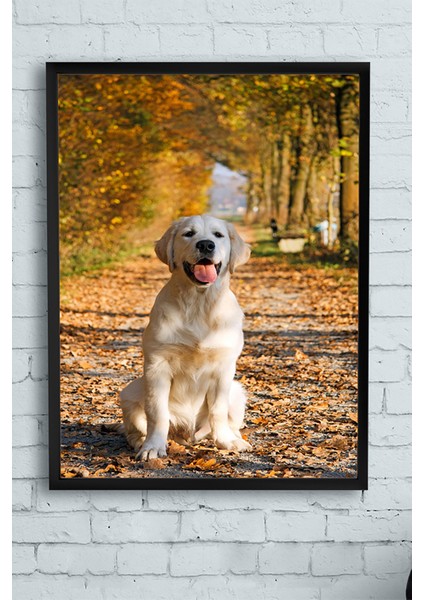Golden Retriever Hayvan Çerçeveli Tablo 21 x 30 cm