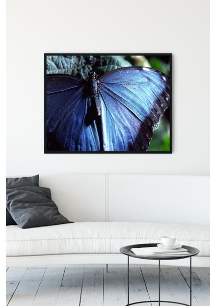 Kelebek Hayvan Çerçeveli Tablo 2 21 x 30 cm