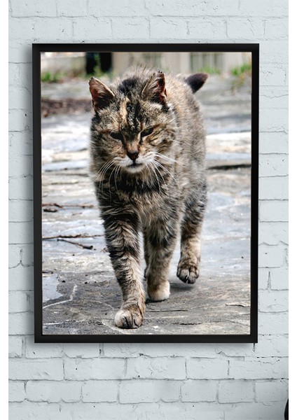 Kedi Hayvan Çerçeveli Tablo 3 21 x 30 cm
