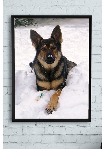 Kurt Köpeği Hayvan Çerçeveli Tablo 21 x 30 cm