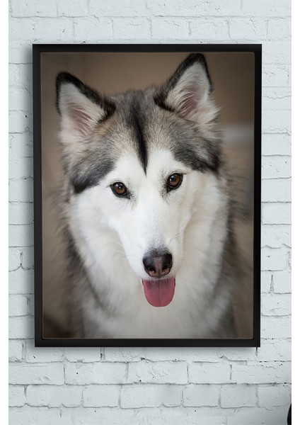 Husky Hayvan Çerçeveli Tablo 21 x 30 cm