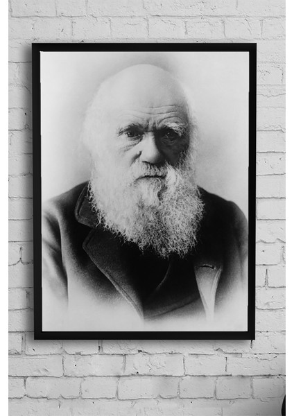 Charles Darwin Bilimsel Çerçeveli Tablo 3 40 x 50 cm