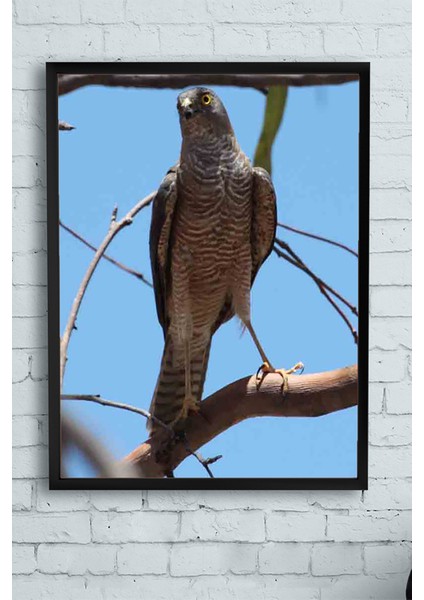 Atmaca Hayvan Çerçeveli Tablo 21 x 30 cm