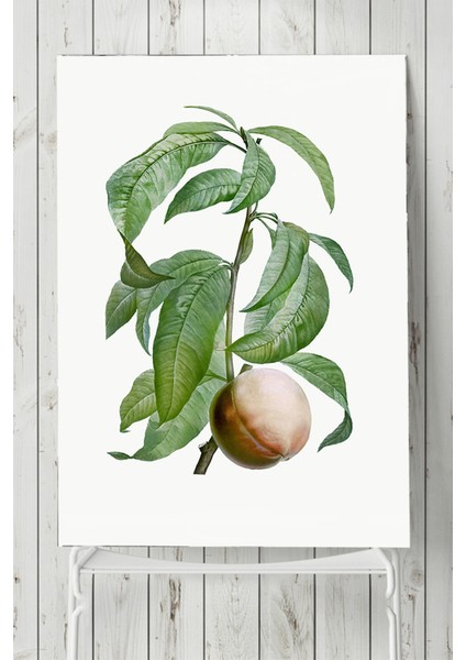 Şeftali Mutfak Poster 40 x 60 cm