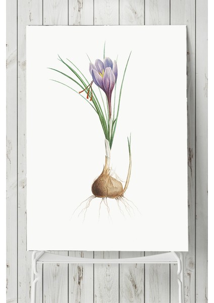 Soğan Mutfak Poster 40 x 60 cm