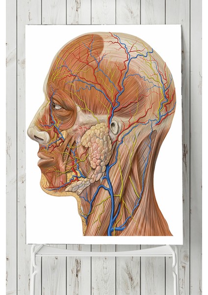 Biyoloji Eğitim Posteri 40 x 60 cm