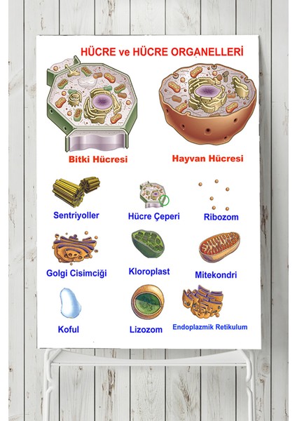 Hücre Eğitim Posteri 40 x 60 cm