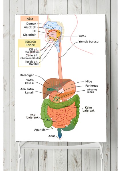 Sindirim Sistemi Eğitim Posteri 40 x 60 cm