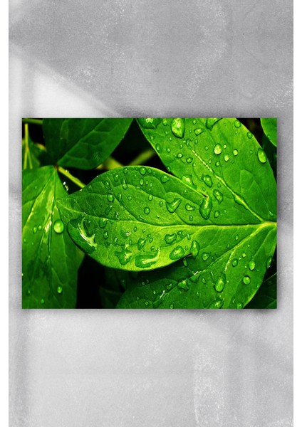 Yaprak Sanatsal Poster 70 x 100 cm
