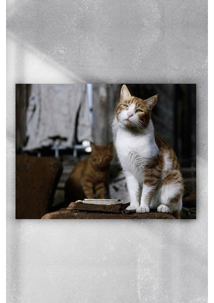 Kedi Hayvan Poster 6 90 x 130 cm