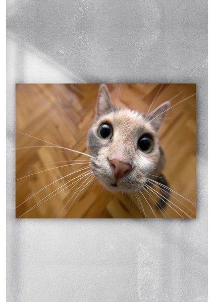 Kedi Eğlenceli Mizahi Poster 80 x 115 cm