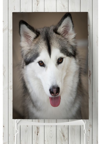Husky Hayvan Posteri 40 x 60 cm