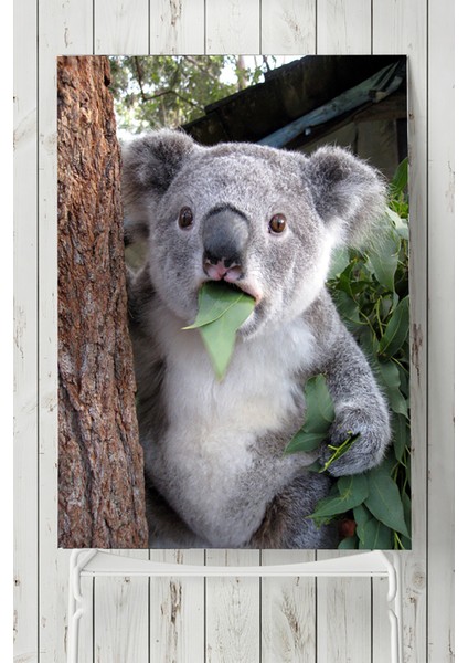 Koala Hayvan Posteri 40 x 60 cm