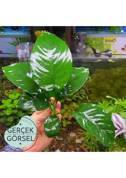 Anubias Broad Leaf 6-7 Yapraklı Canlı Bitki L