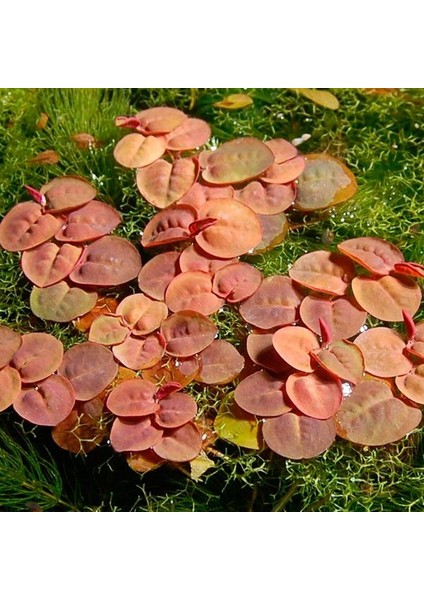 Phyllanthus Fluitans Su Üstü Canlı Bitki