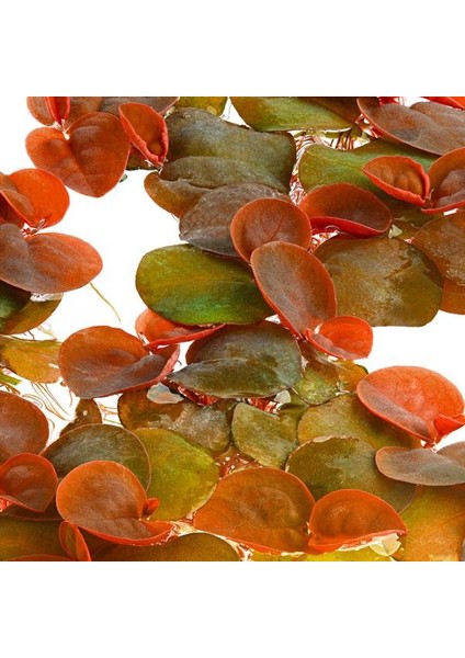 Phyllanthus Fluitans Su Üstü Canlı Bitki fiyatları